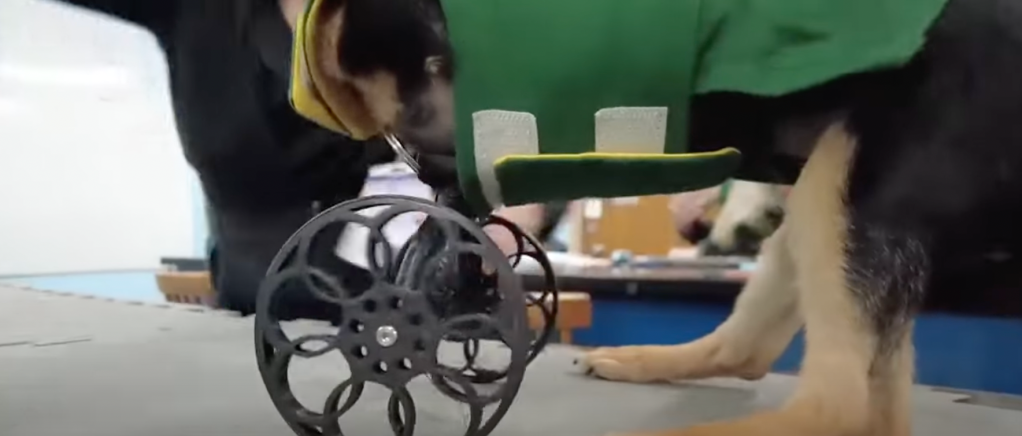 Puppy's wheelchair